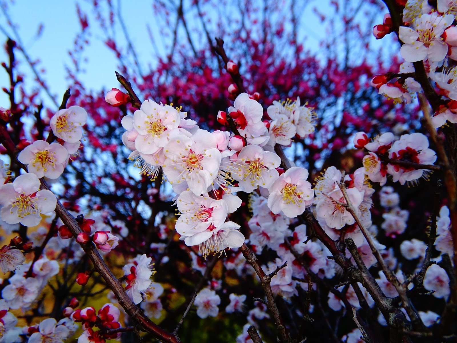 🌸 코젠 공원(荒山公園) 이미지 3